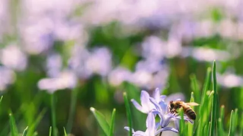 花にとまるミツバチ