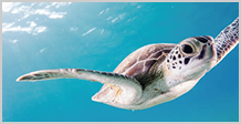 ライセンス取得コース（PADI）の様子